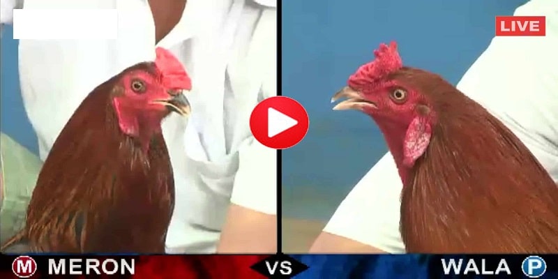 Các hình thức cược kê thủ cẩn nắm khi cược đá gà philippines