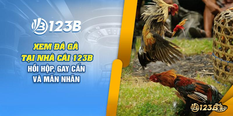 Đá gà trực tuyến tại nhà cái 123B
