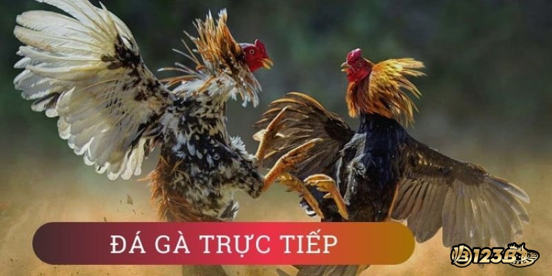 Bạn có thể xem đá gà trực tiếp được tổ chức hàng ngày tại nhà cái